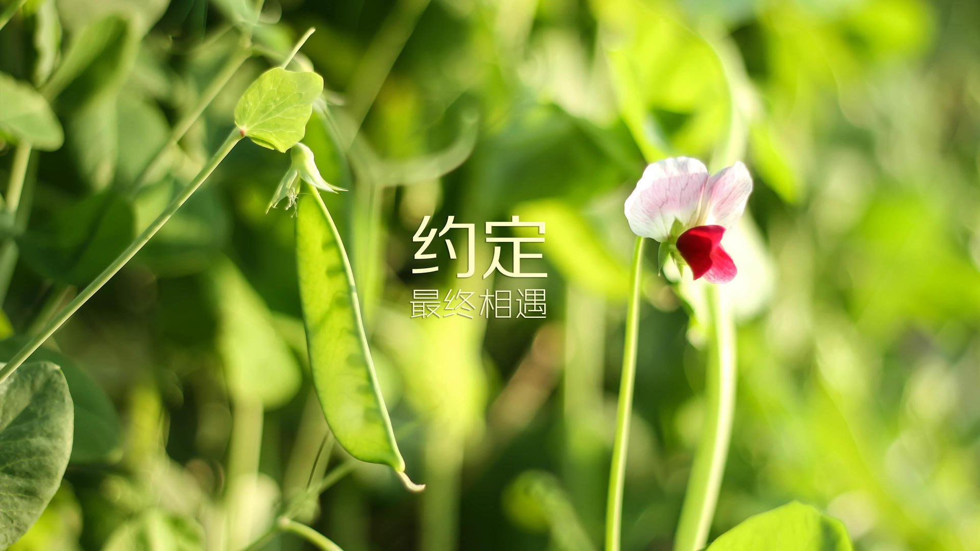 开云体育开云-【联盟引入自动吹哨】科技保障裁判判罚公正公正