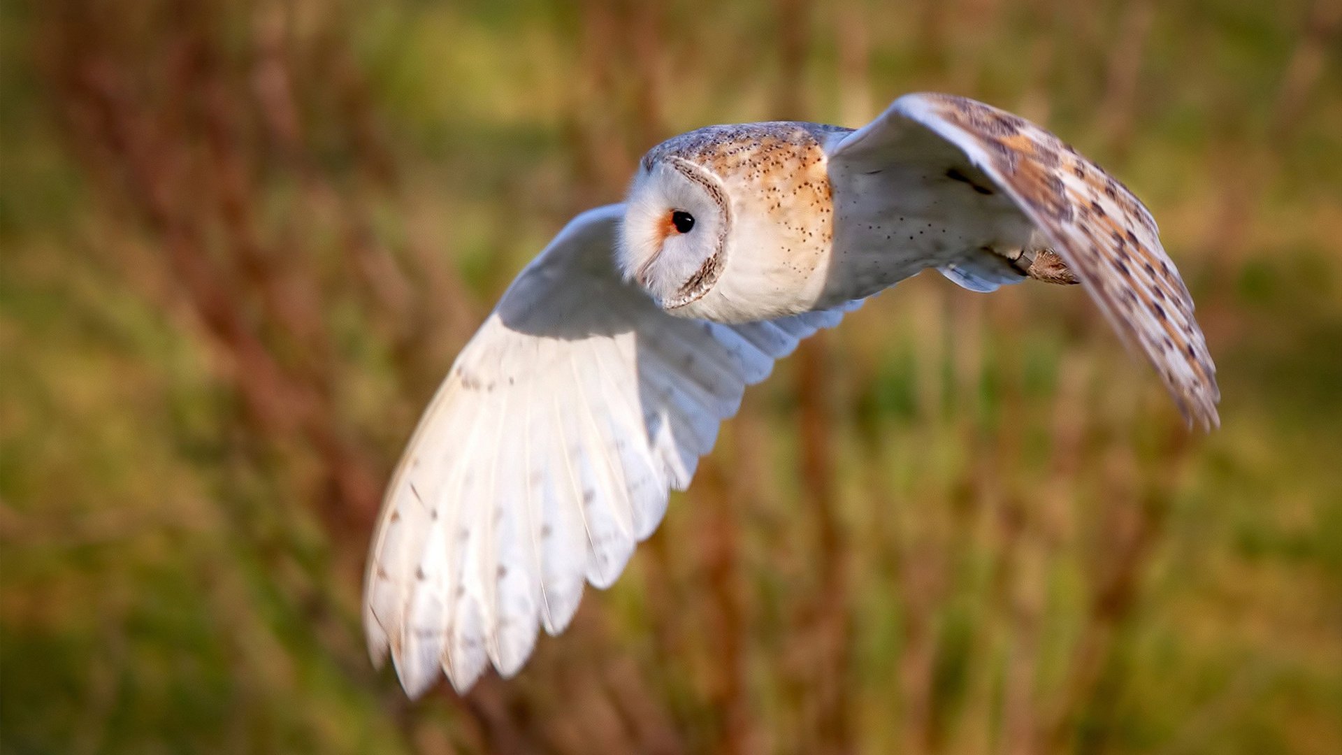 中国篮球联盟推动职业化建设迈出新步伐，中国职业篮球联赛是什么意思
