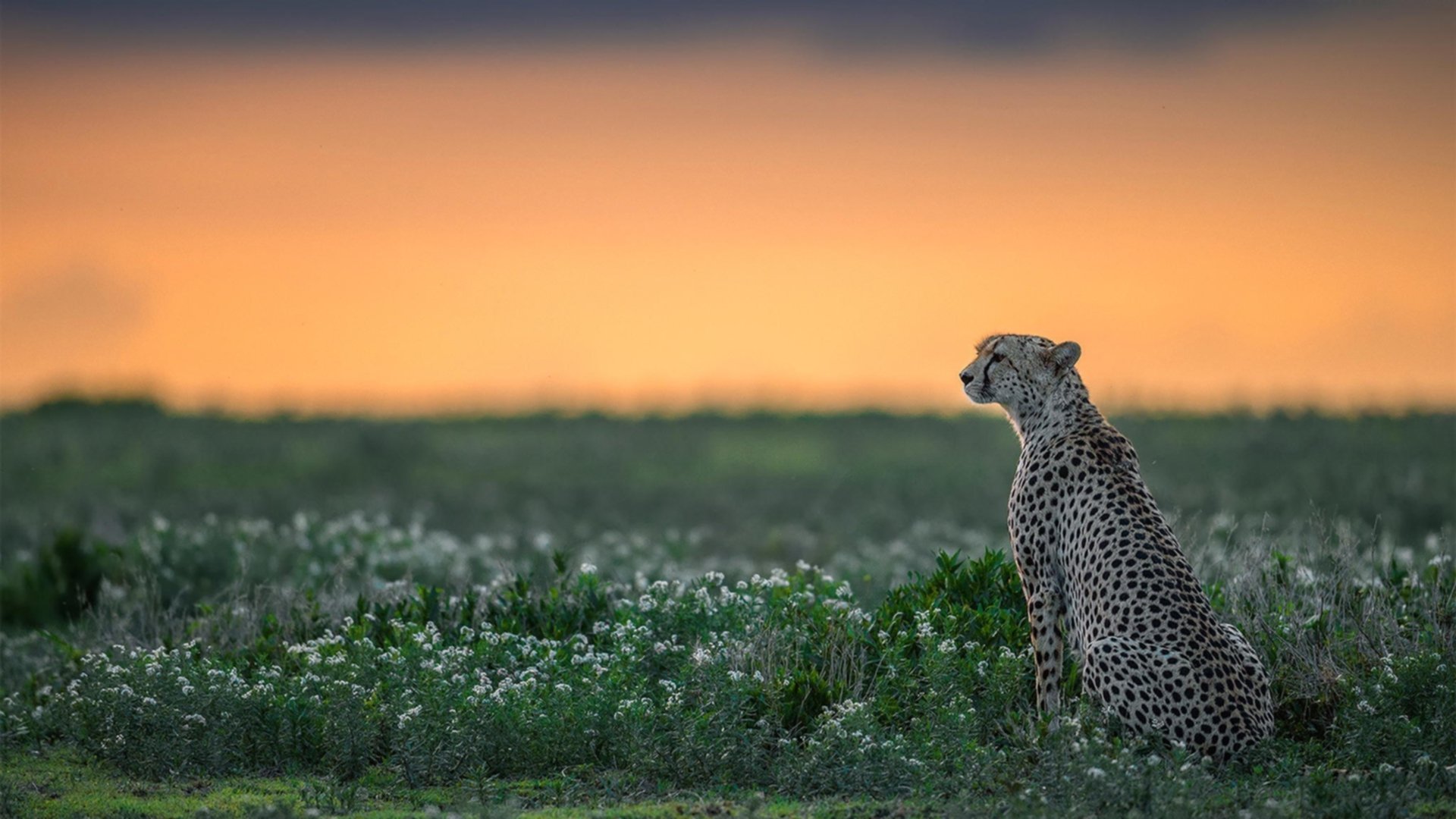 产业链升级推动中国篮球体育+旅游融合新发展,篮球产业链结构图