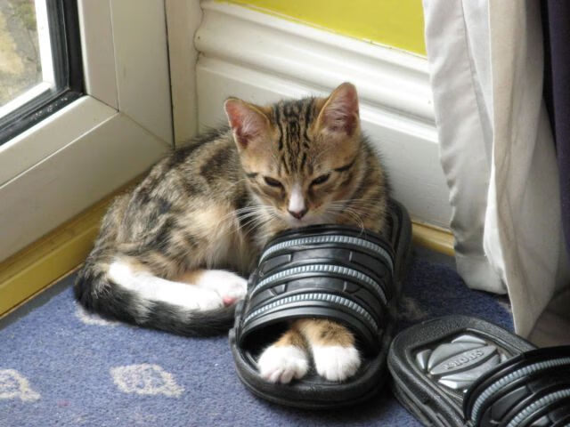 伊朗队前锋苏亚雷斯在巴黎奥运会上表现出色，苏亚雷斯转会巴黎