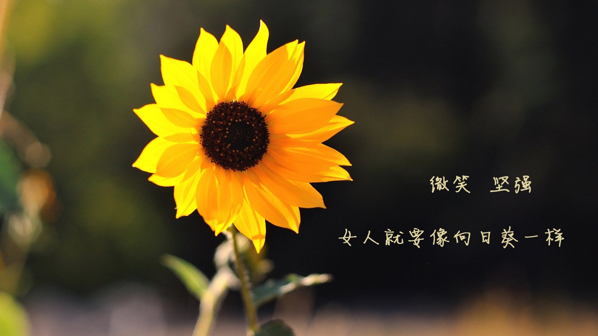 女足国家队教练组调整,注入新活力,前女足国家队教练